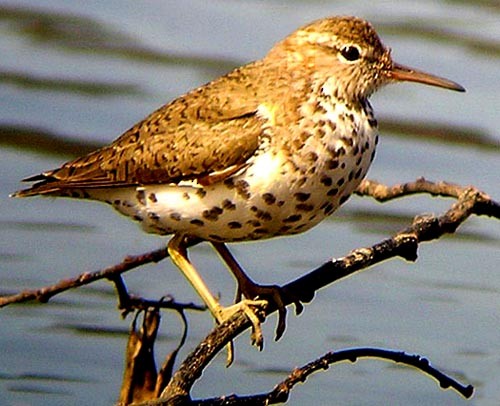 Spotted Sandpiper - ML33190181