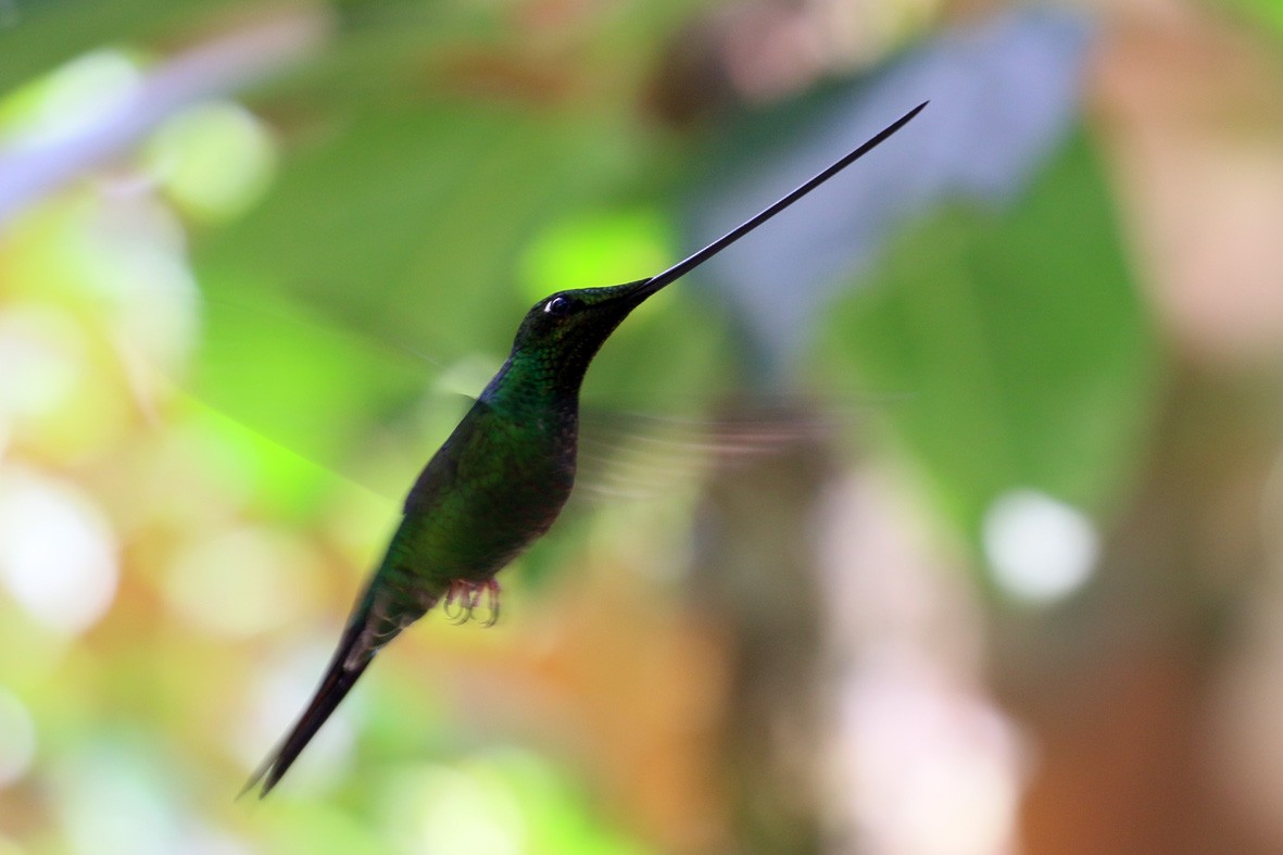 Sword-billed Hummingbird - ML33190221