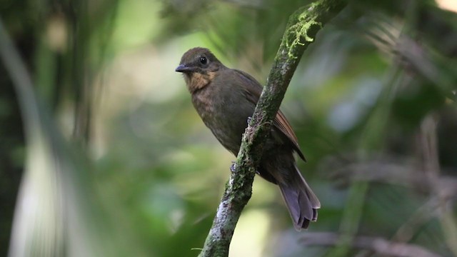 Llorón Bronceado - ML331902721