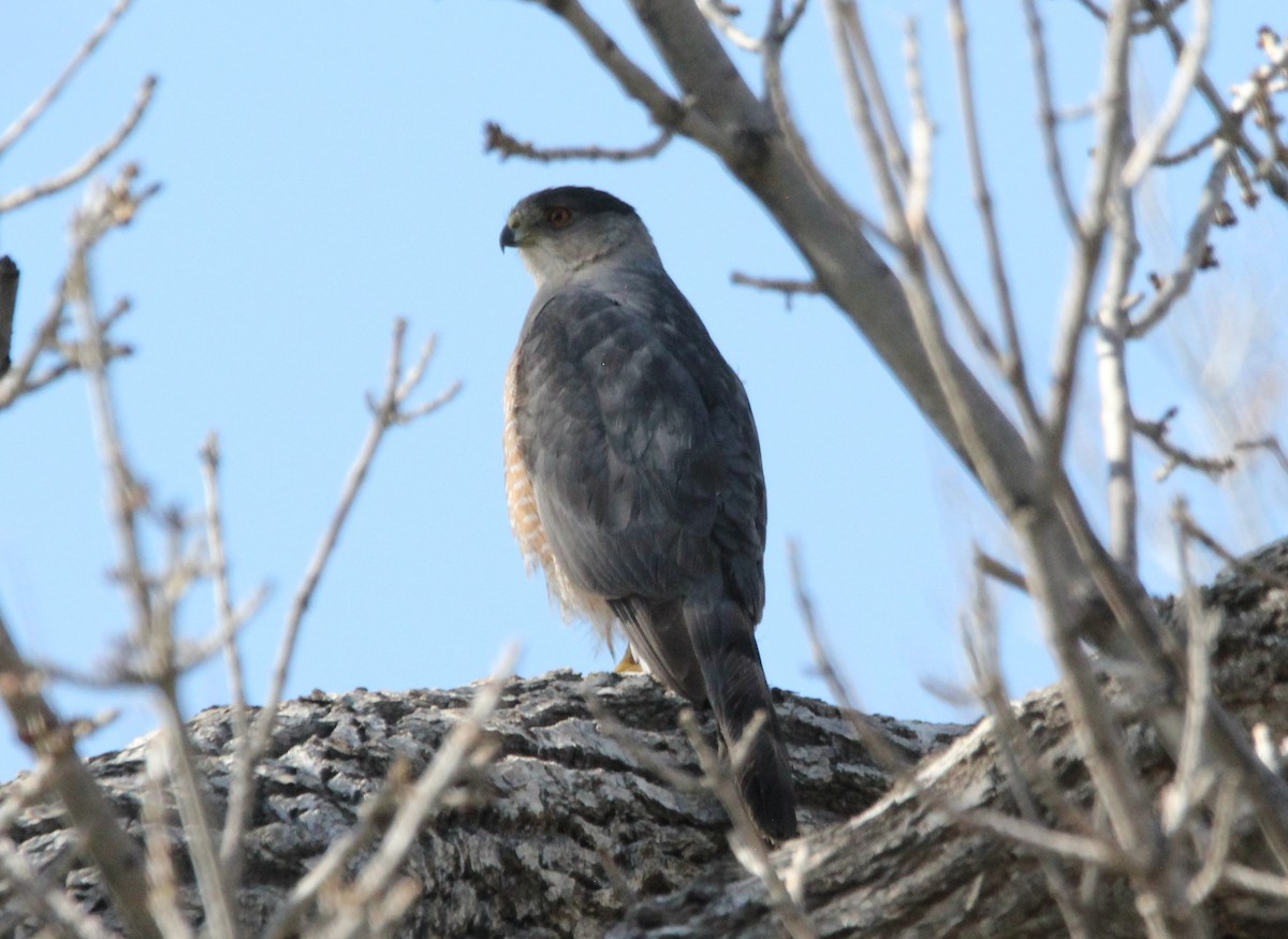 Cooper's Hawk - ML331903521