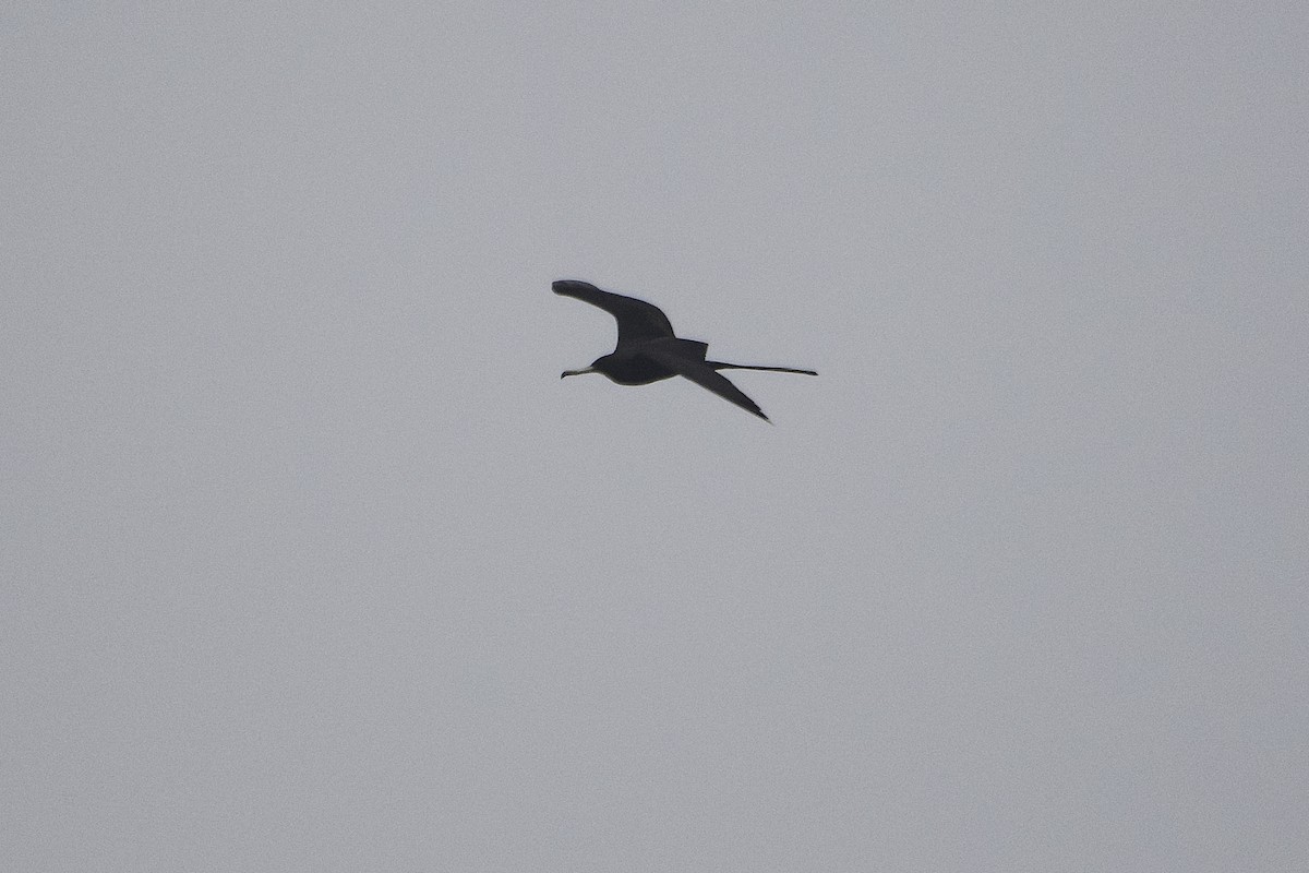 Magnificent Frigatebird - ML331903551