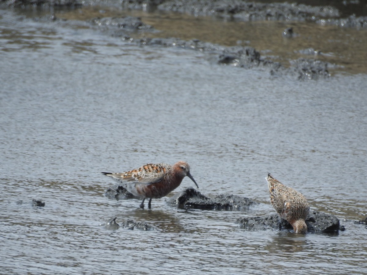 Curlew Sandpiper - ML331904081