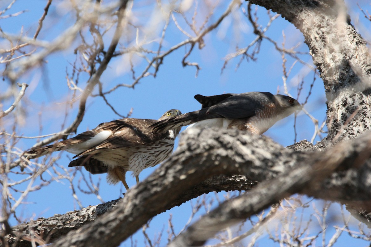 Cooper's Hawk - ML331904181