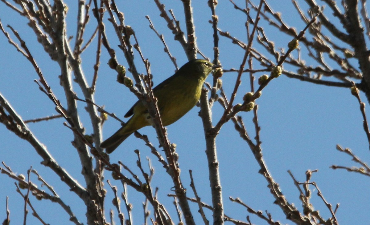 Orange-crowned Warbler - ML331905161