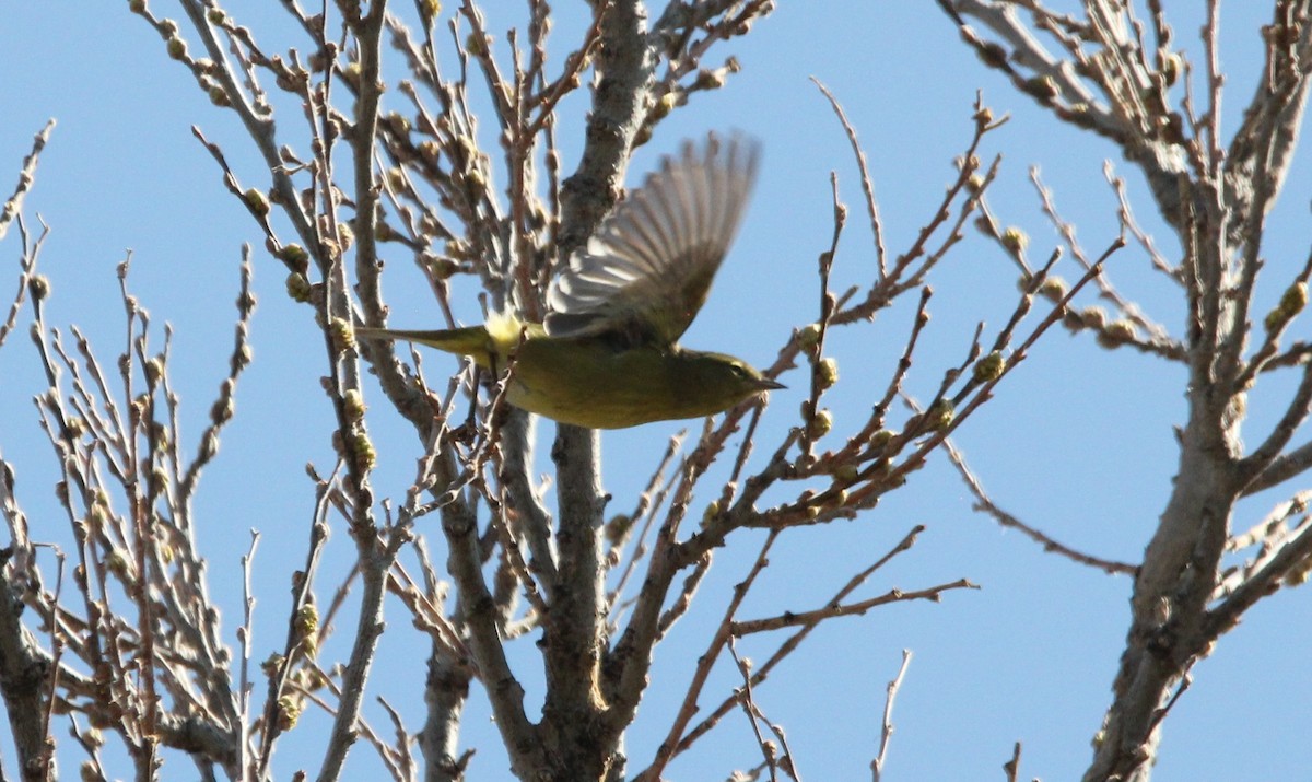 Orange-crowned Warbler - ML331905611