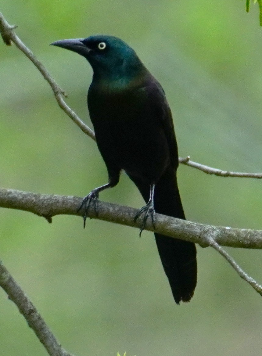 Common Grackle - ML331906121