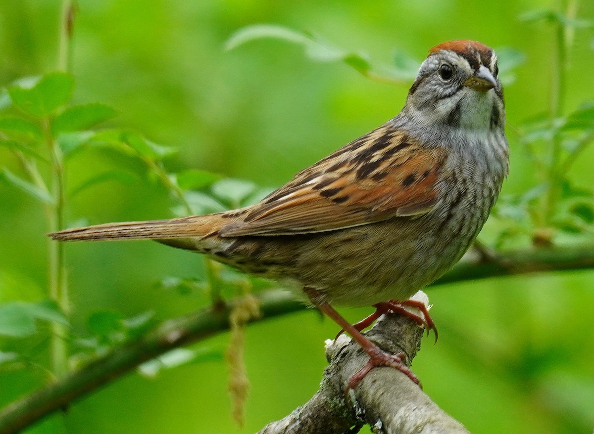 Swamp Sparrow - ML331906301