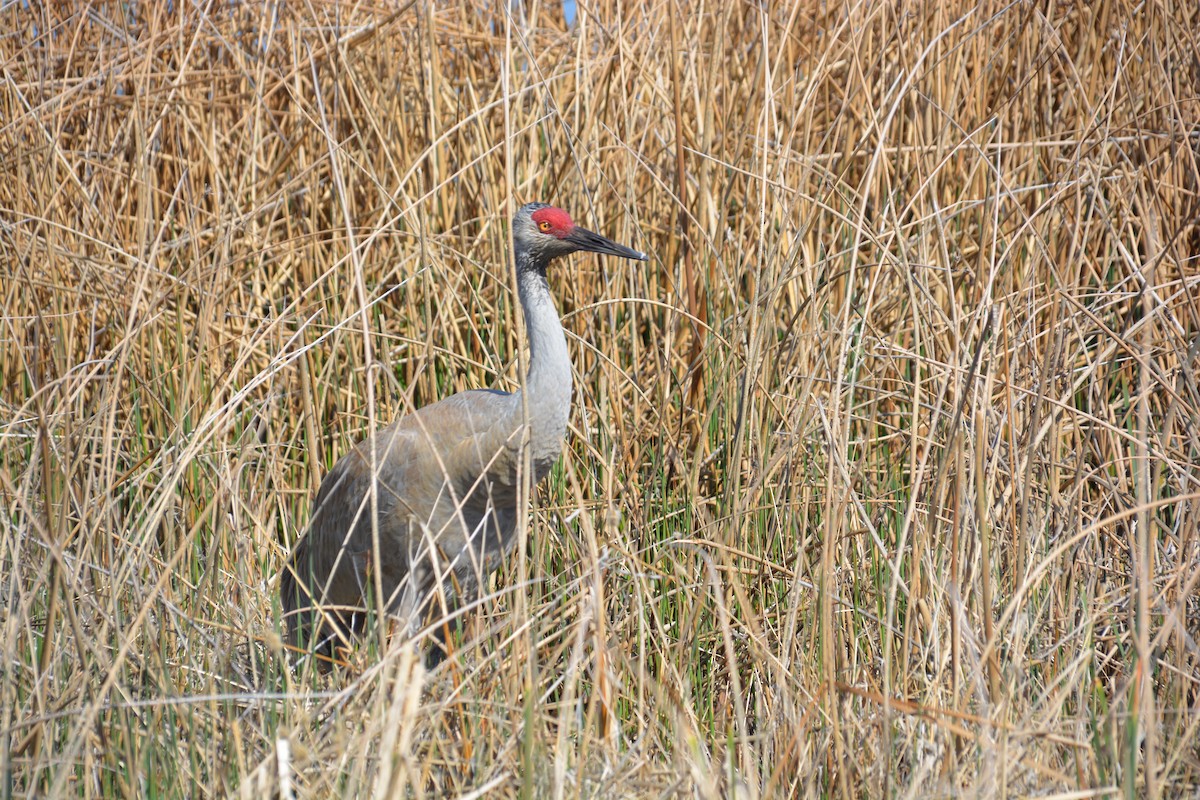 Sandhill Crane - ML331910881