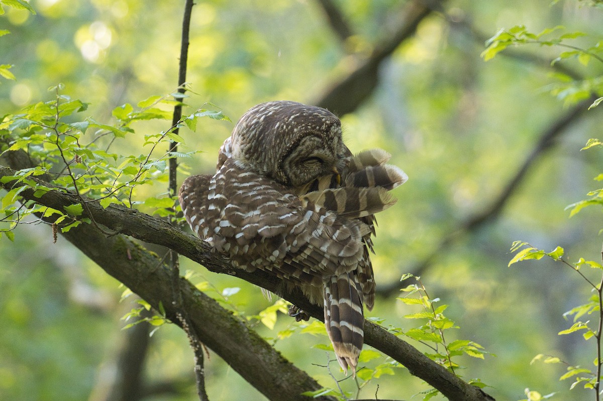 Barred Owl - ML331910981
