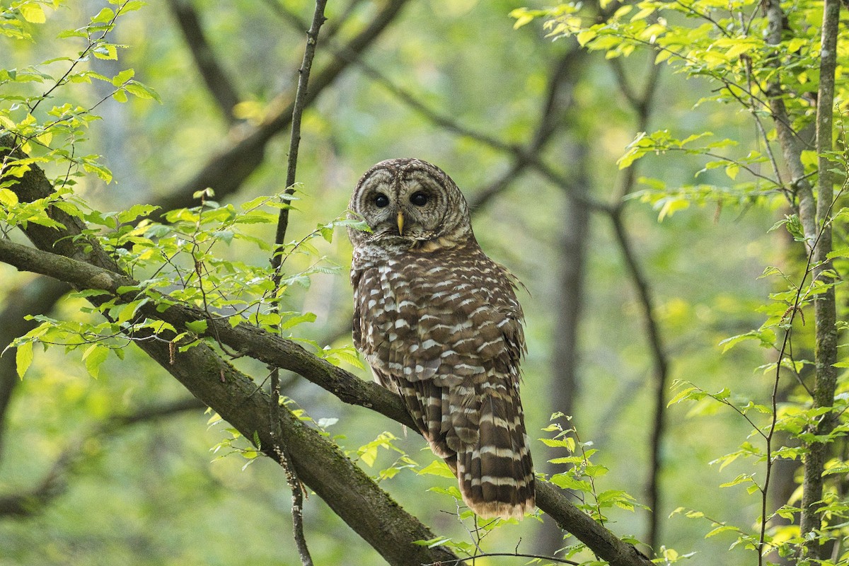 Barred Owl - ML331911081