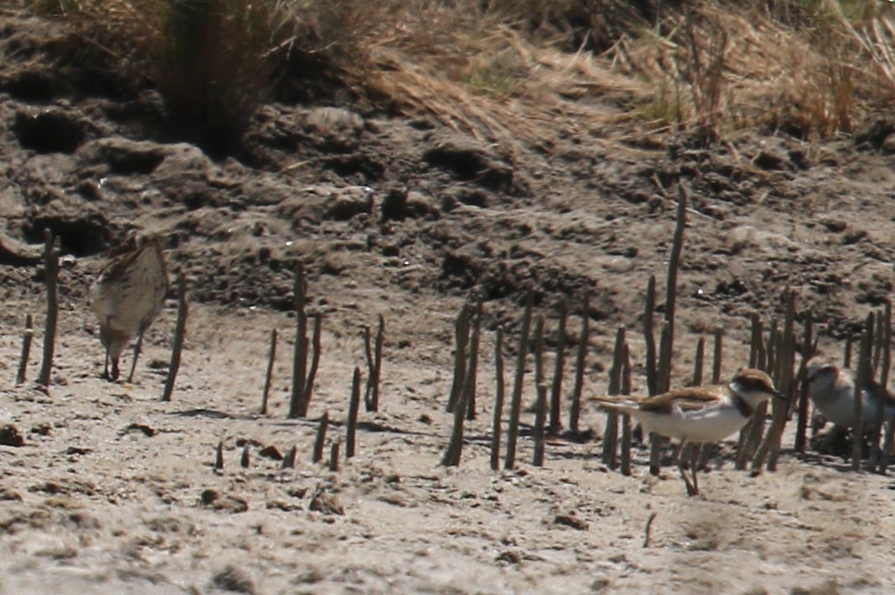 Little Ringed Plover - Bill Twiss