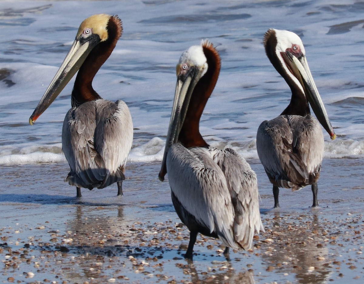 pelikán hnědý - ML331913361