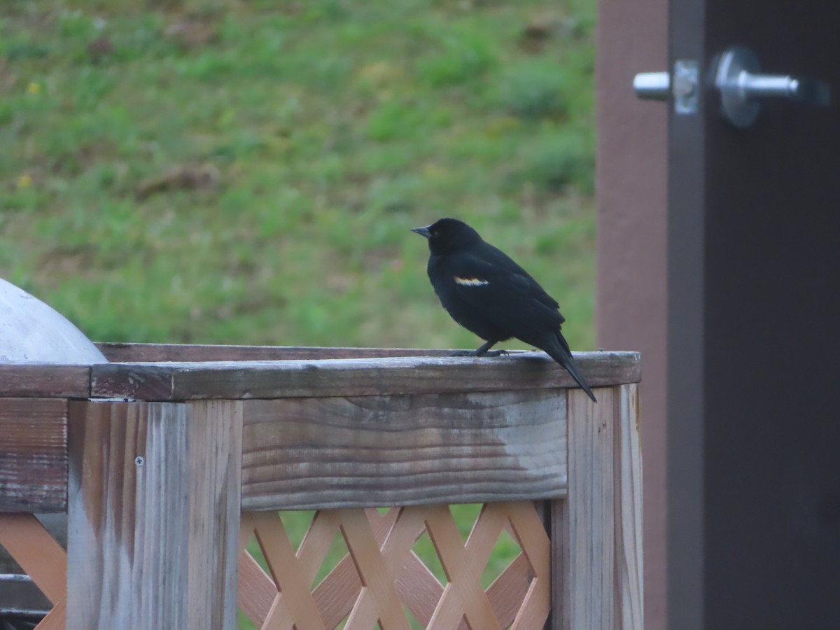 Red-winged Blackbird - ML331914581