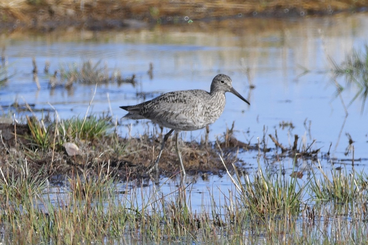 Willet - ML331914801