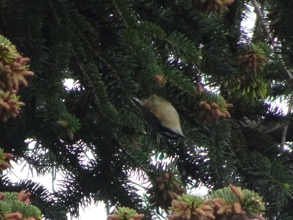 Red-breasted Nuthatch - ML331916241