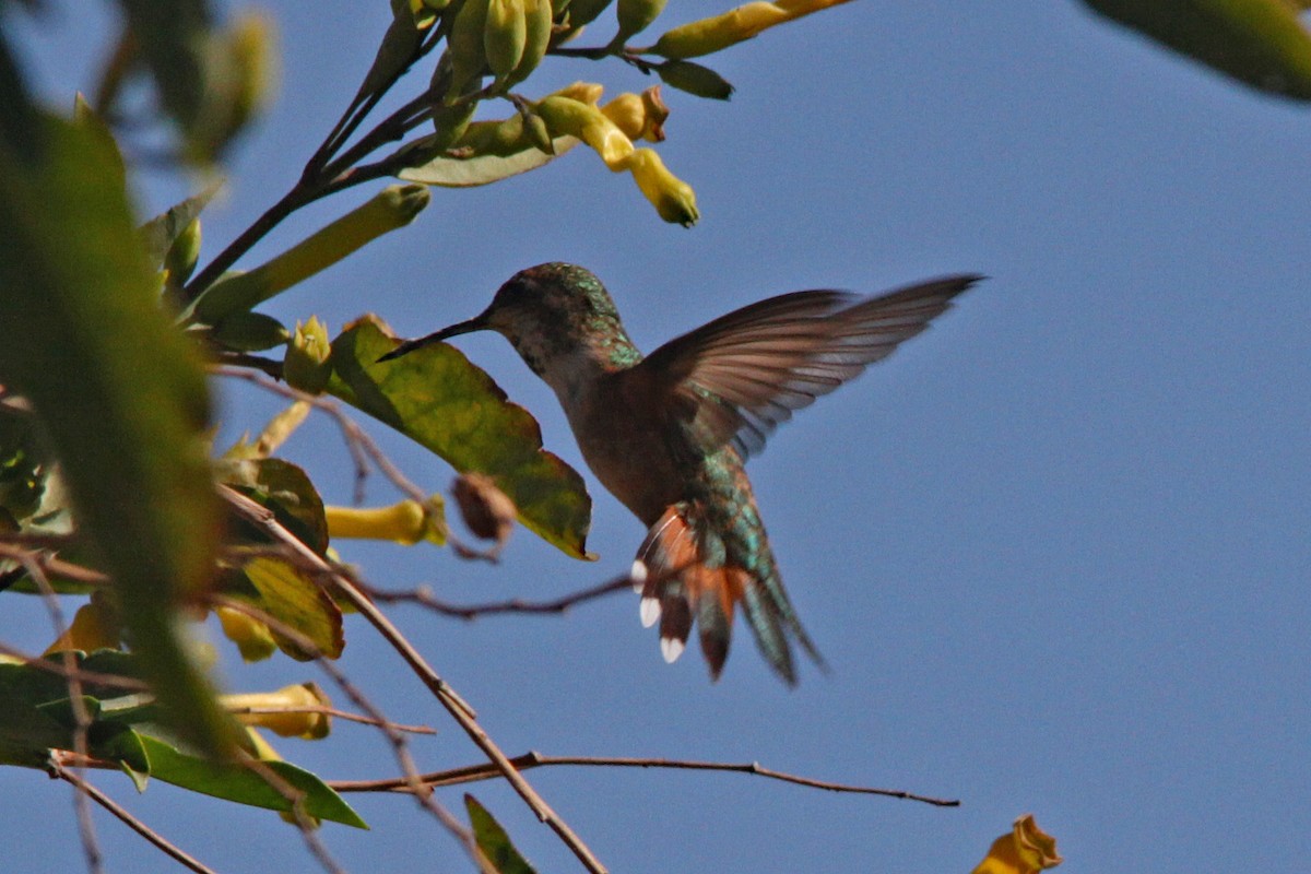 Rufous Hummingbird - Dan Pierce