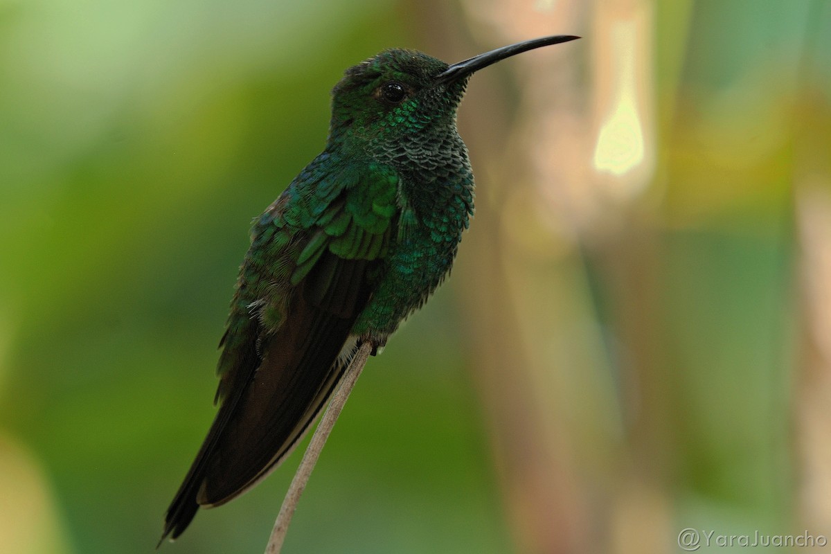 Blauschwanz-Buffonkolibri - ML331922811