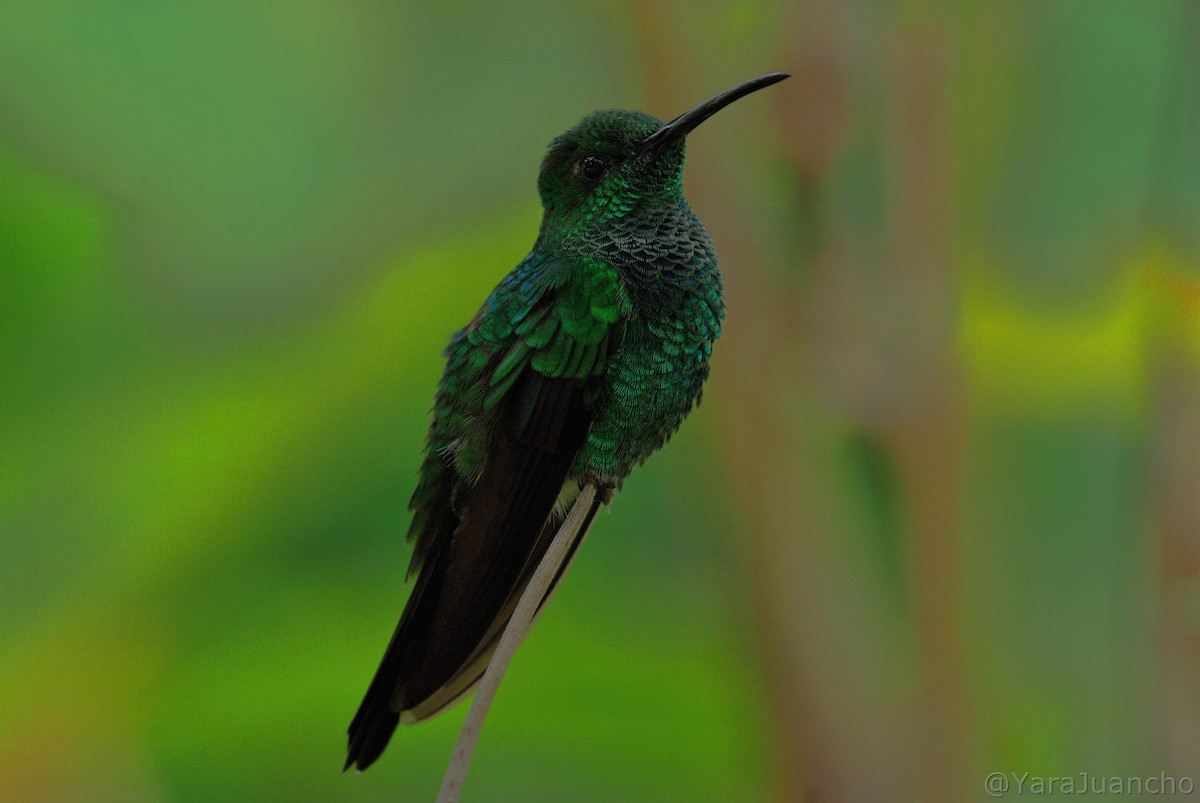 Blauschwanz-Buffonkolibri - ML331922891