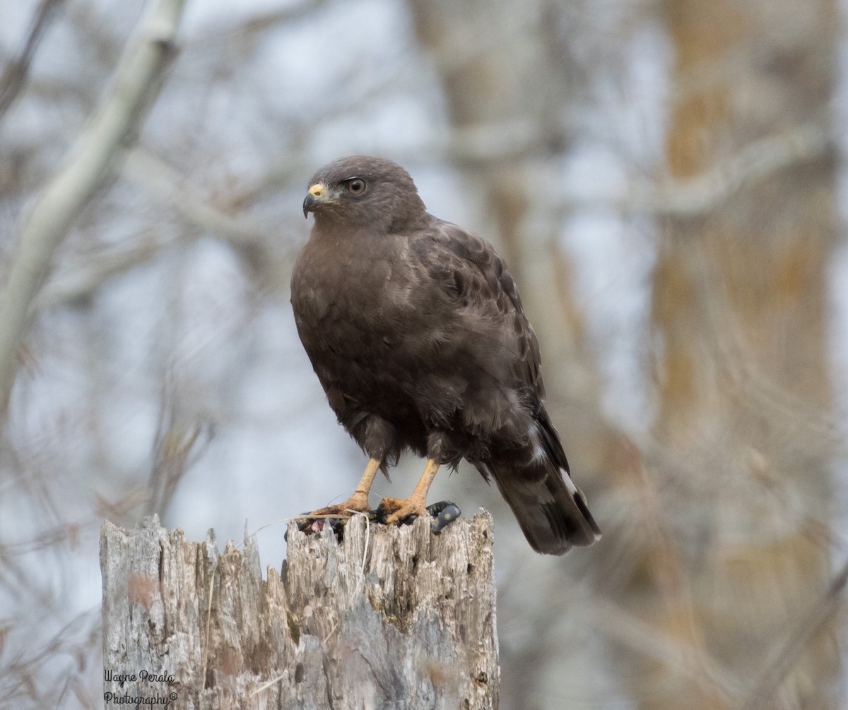 Broad-winged Hawk - Wayne Perala