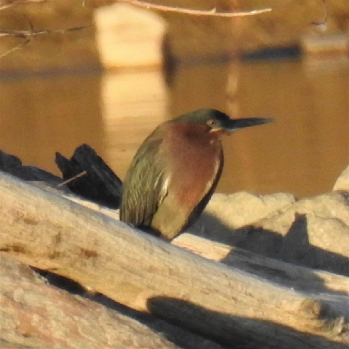 Green Heron - ML331923591