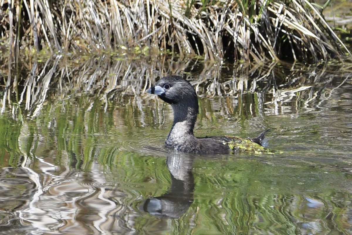 Pied-billed Grebe - Kent Kleman