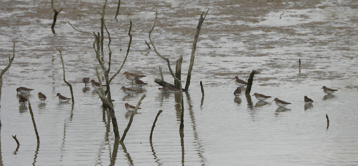 Least Sandpiper - Glenn Pearson