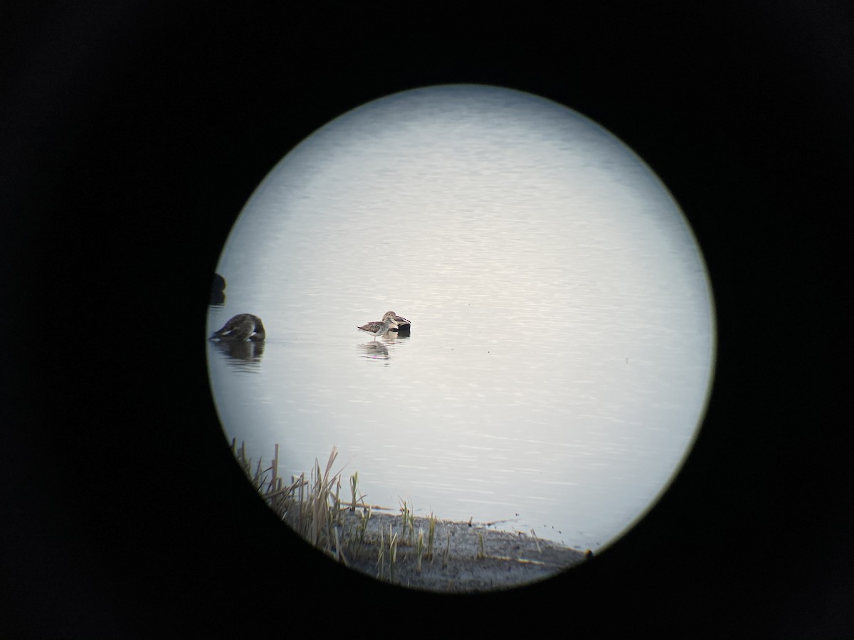 Greater Yellowlegs - ML331924801