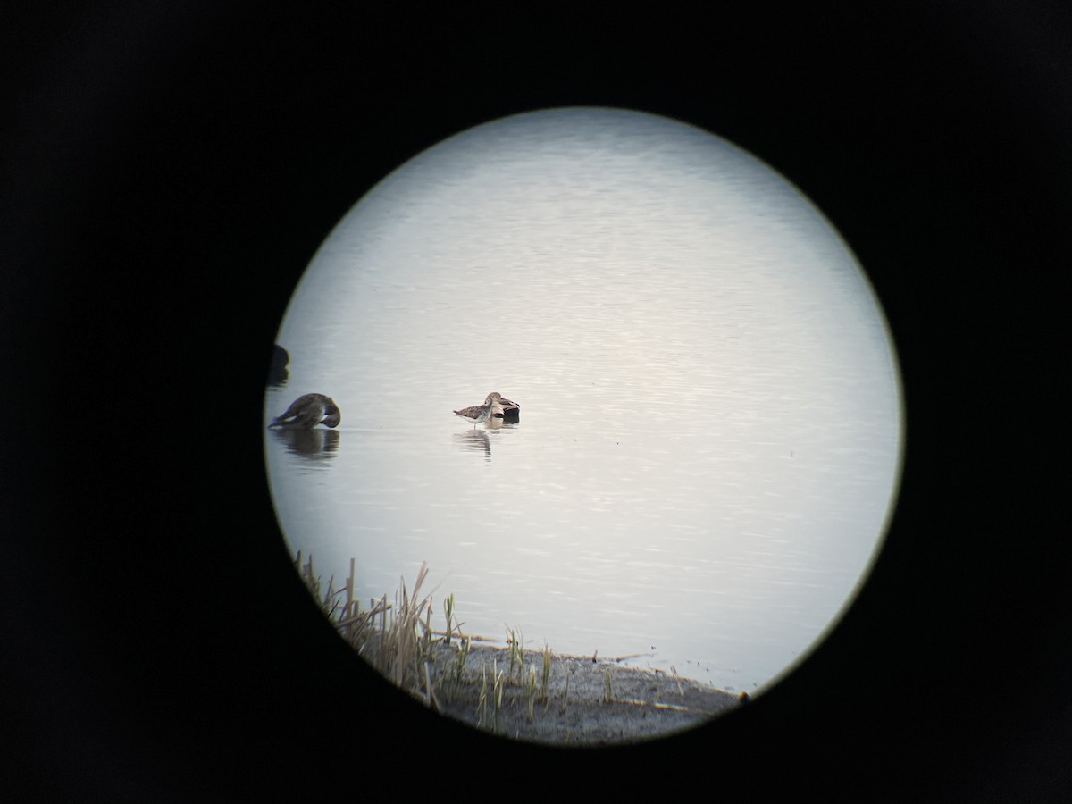 Greater Yellowlegs - ML331924821