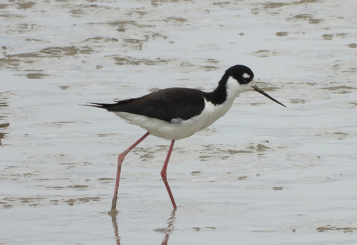 Black-necked Stilt - ML331924911