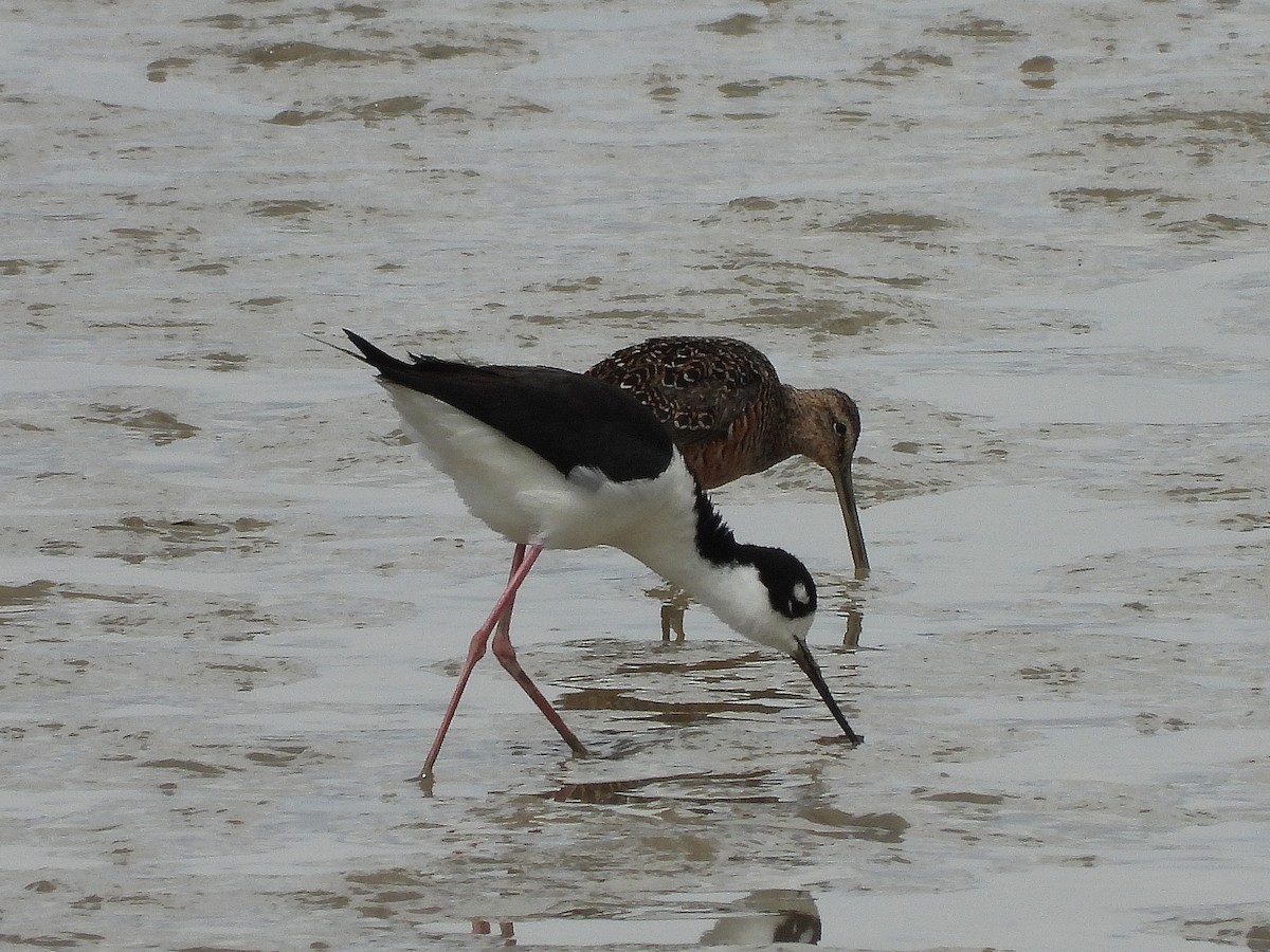 Black-necked Stilt - ML331925001