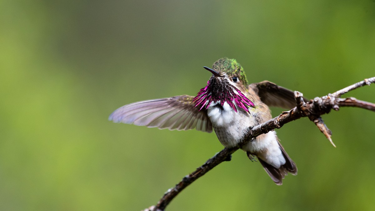 Calliope Hummingbird - John Jansen