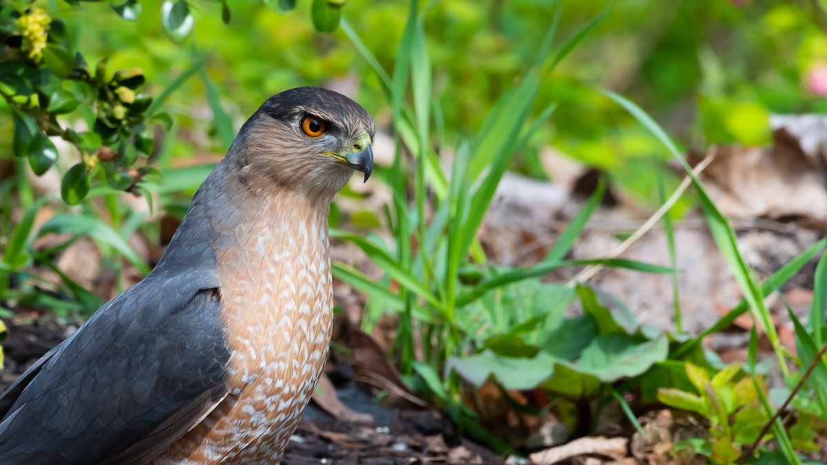 Cooper's Hawk - ML331925221