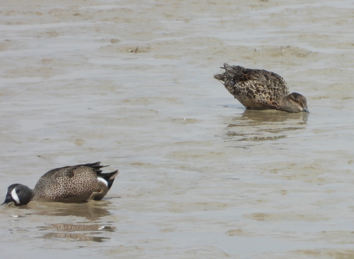 Blue-winged Teal - ML331925411