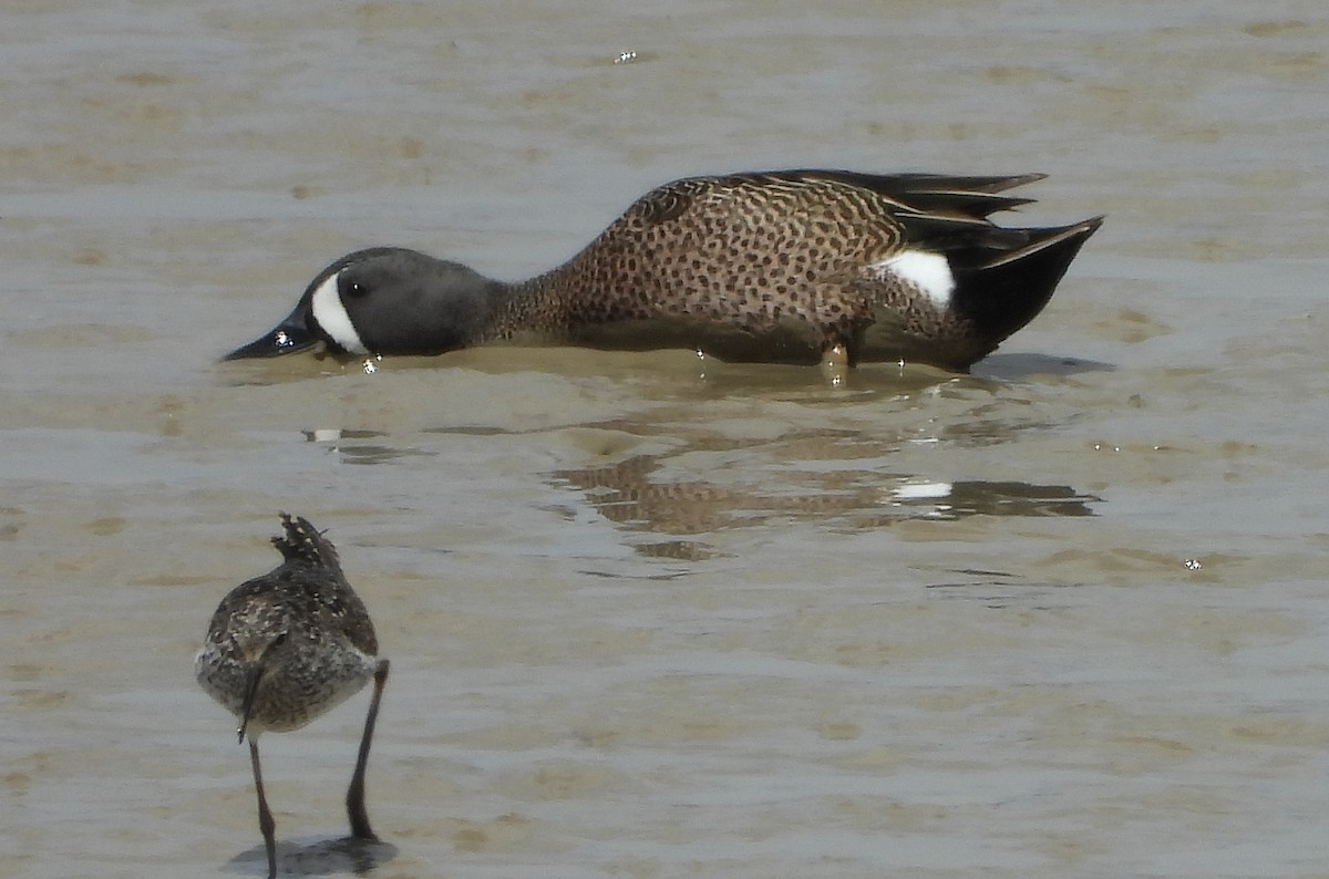 Blue-winged Teal - Glenn Pearson