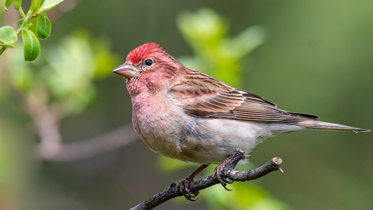 Cassin's Finch - ML331925681