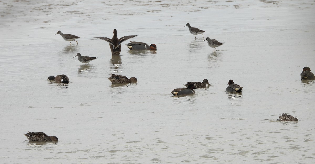 Green-winged Teal - ML331925741