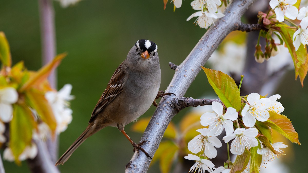 White-crowned Sparrow - John Jansen