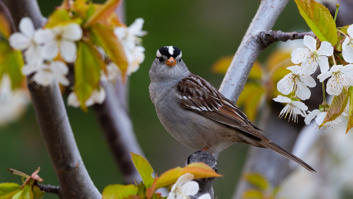 White-crowned Sparrow - John Jansen