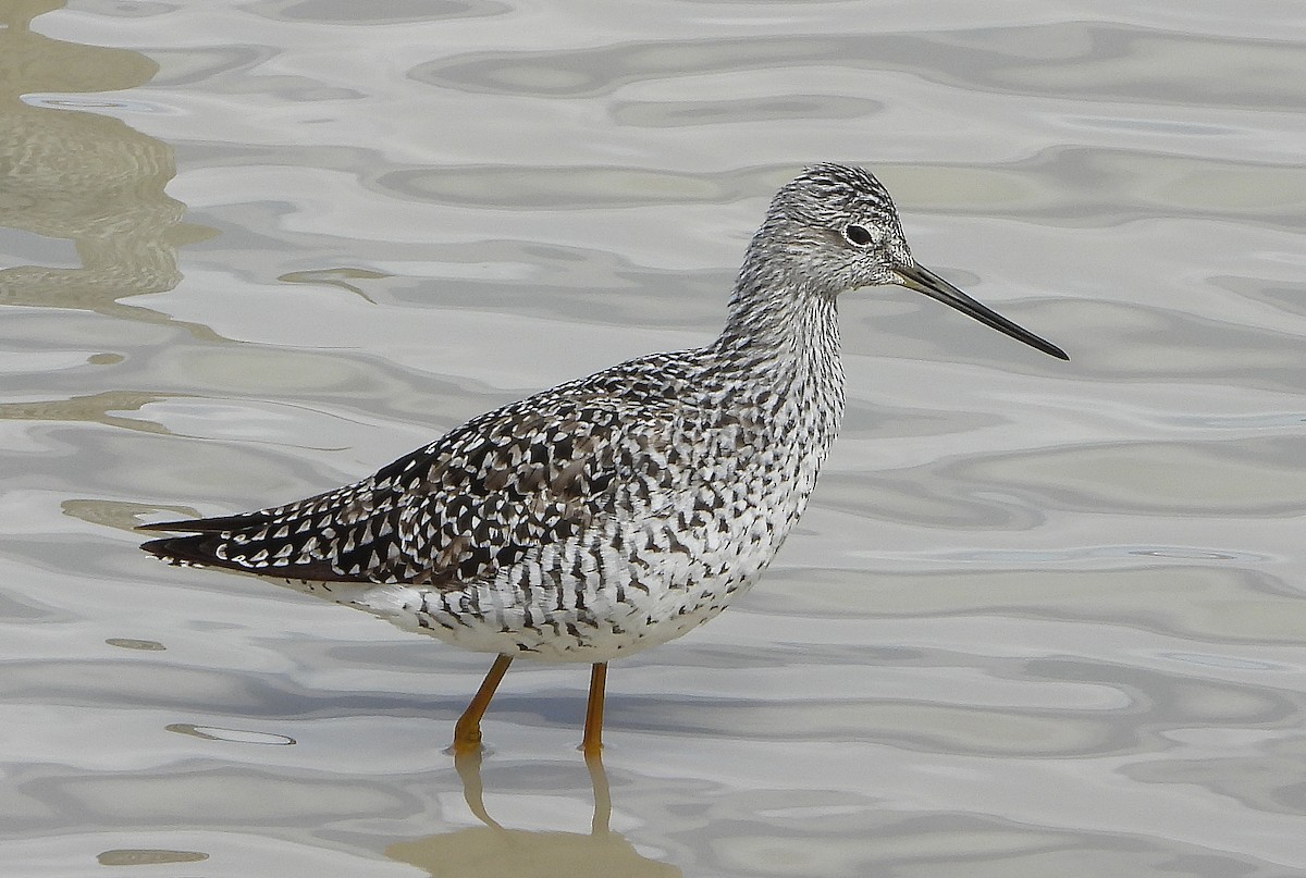 Greater Yellowlegs - Glenn Pearson