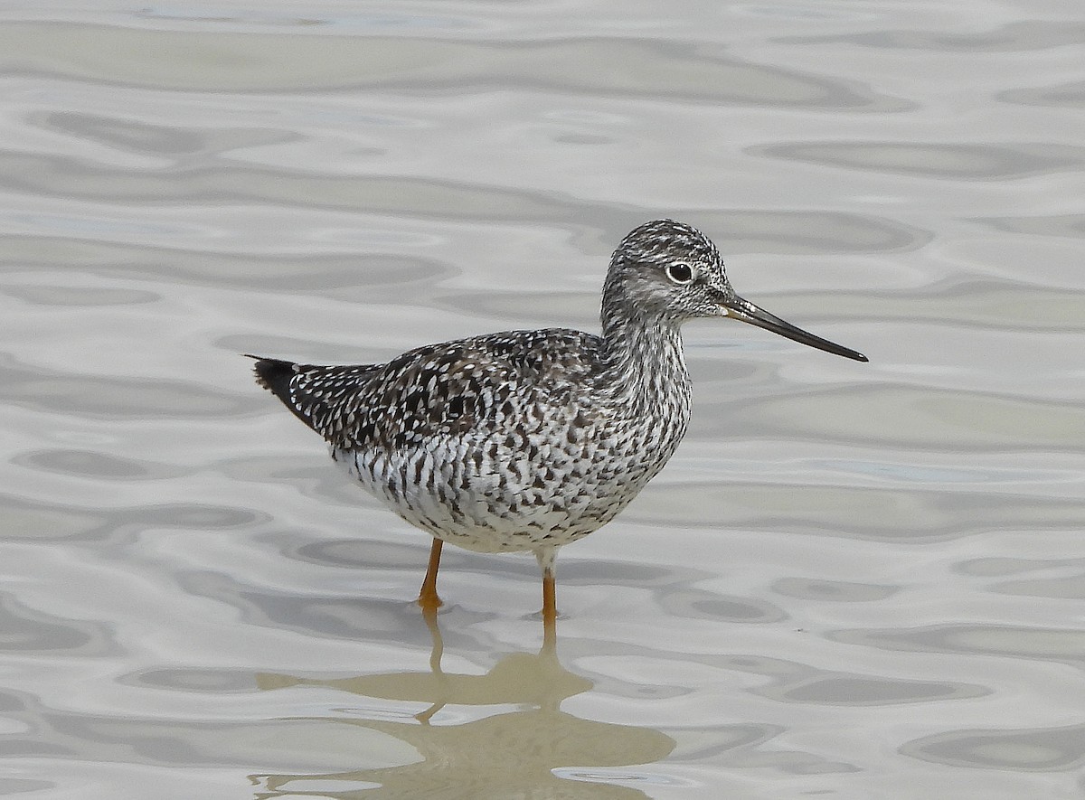 Greater Yellowlegs - Glenn Pearson