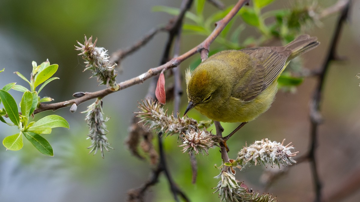 Orange-crowned Warbler - John Jansen