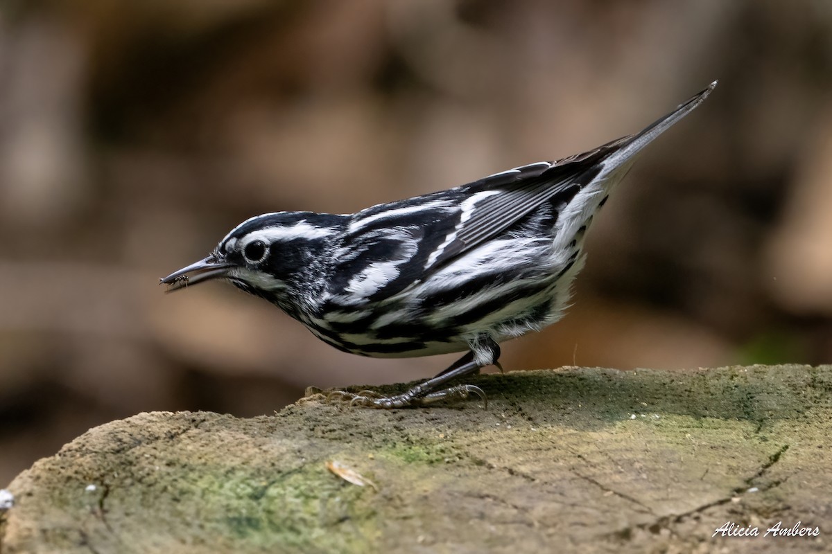 Black-and-white Warbler - Alicia Ambers