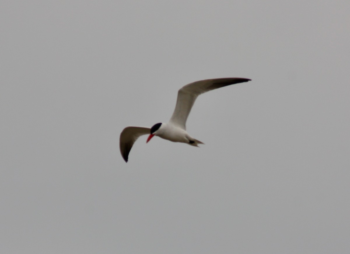 Caspian Tern - ML331928321