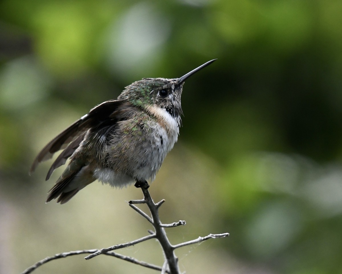 Calliope Hummingbird - ML331928621