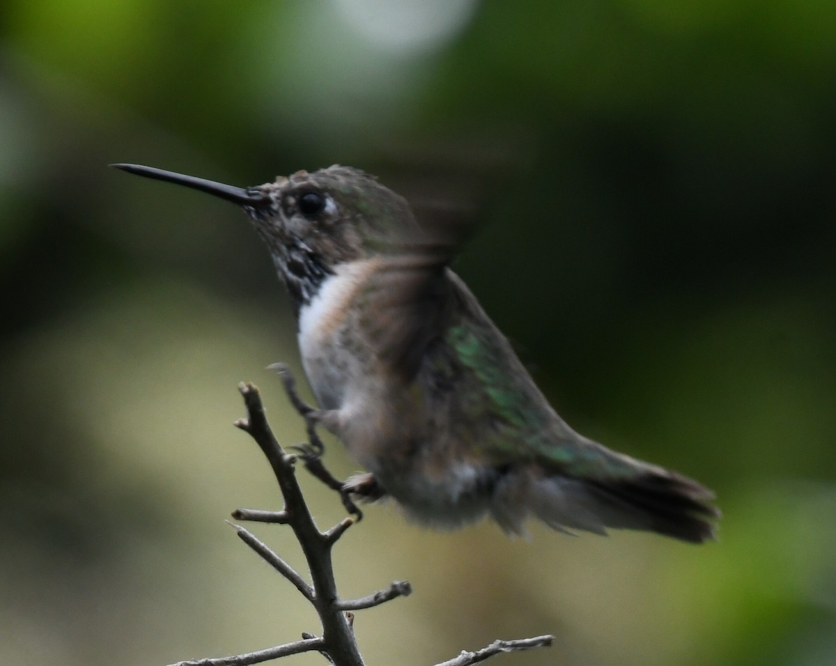 Calliope Hummingbird - ML331928661