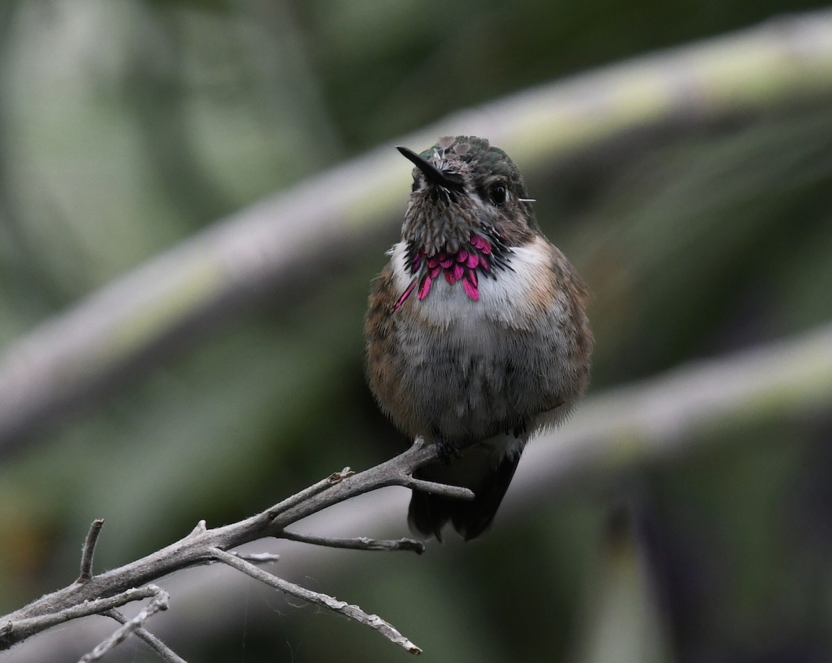 Calliope Hummingbird - ML331928681