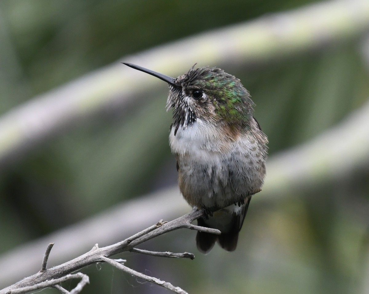 Calliope Hummingbird - ML331928701