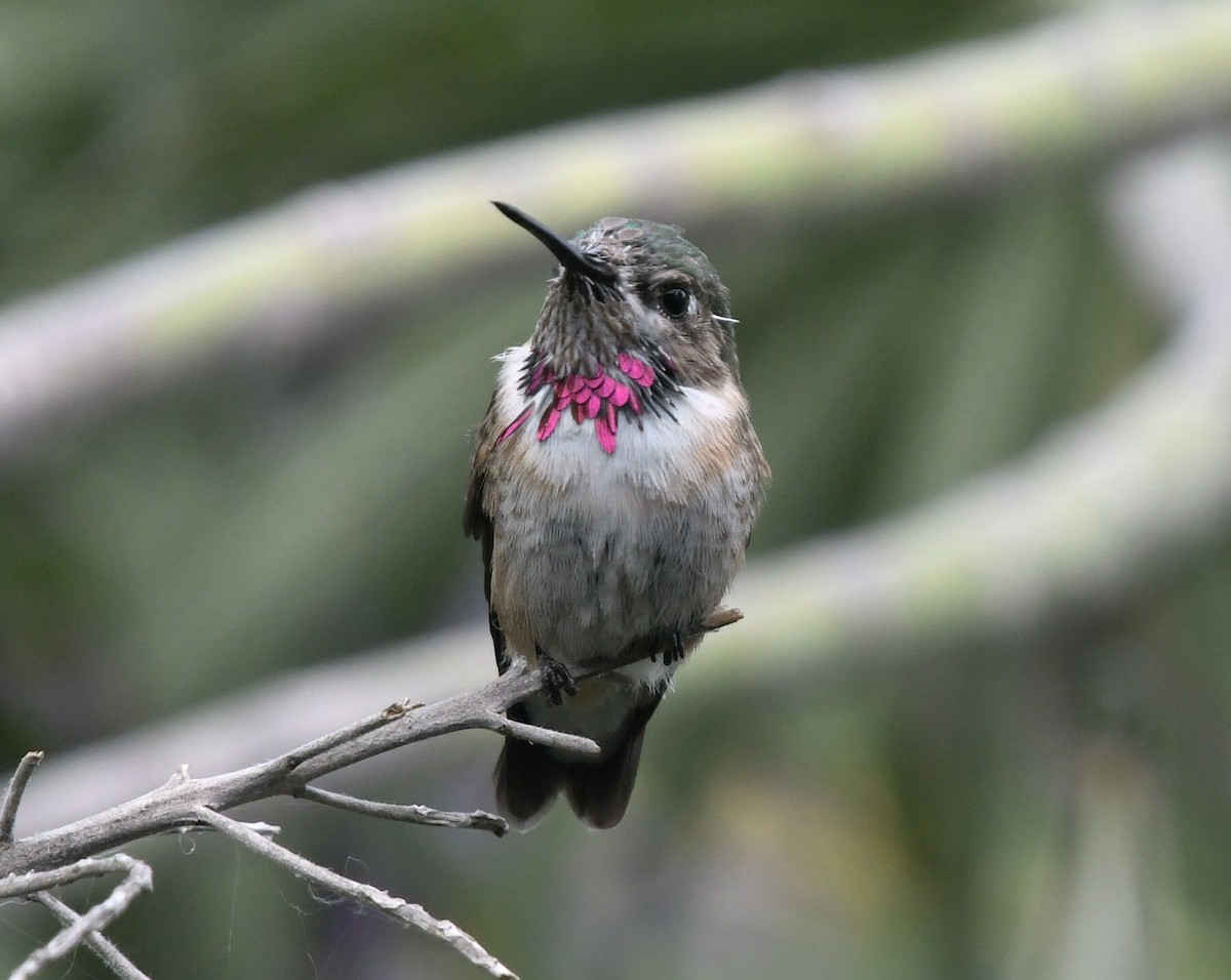 Calliope Hummingbird - ML331928721