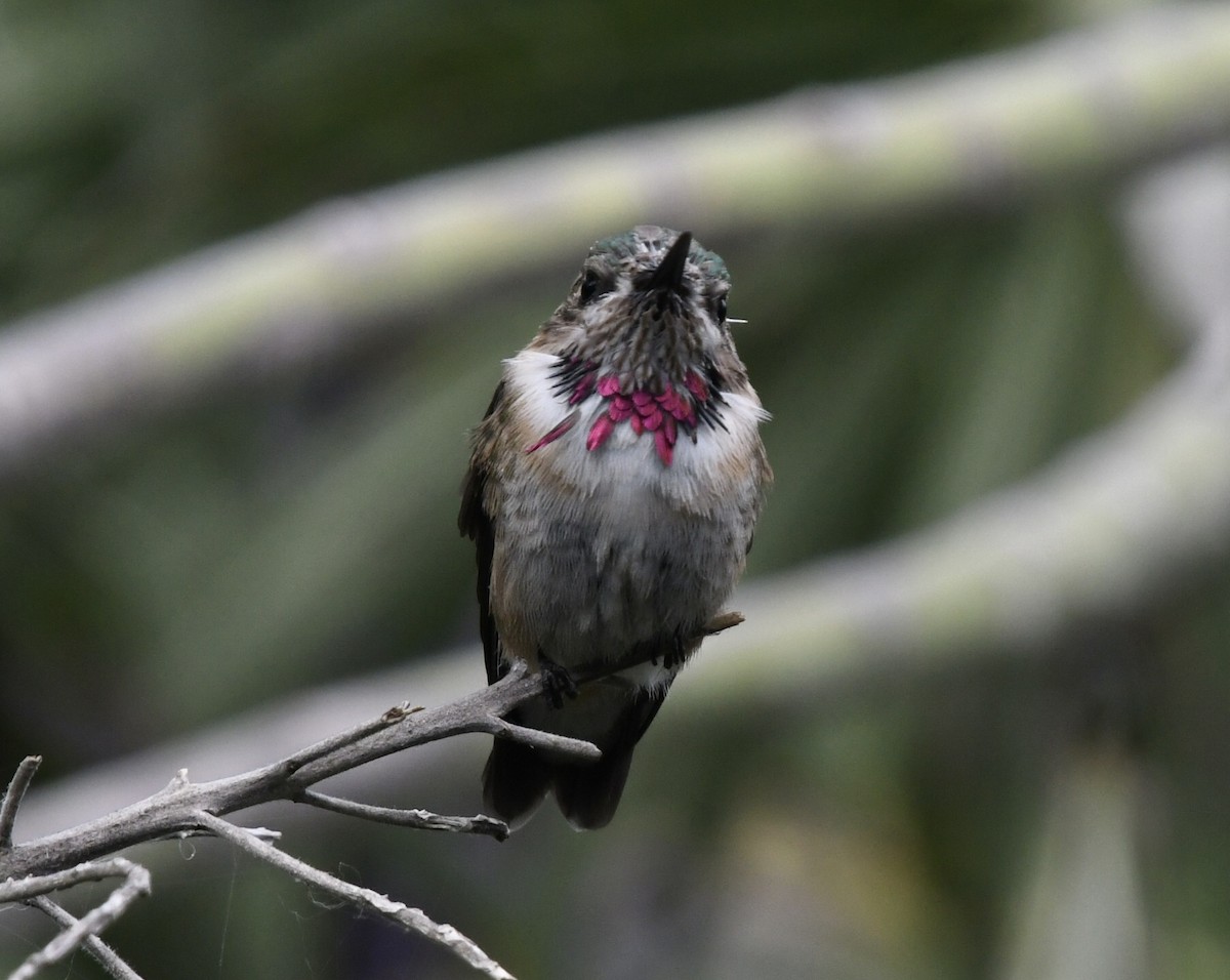 Calliope Hummingbird - ML331928761