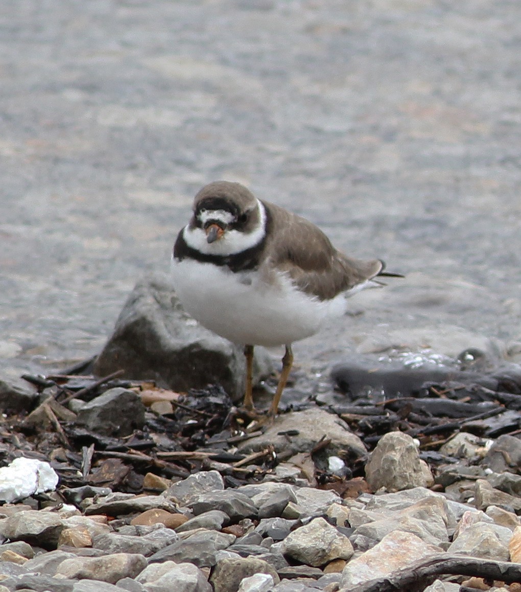 Semipalmated Plover - Gary Graves